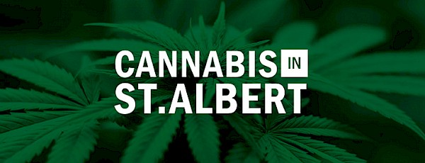 Cannabis leaves
