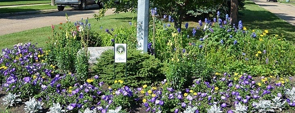 Photo of flower bed