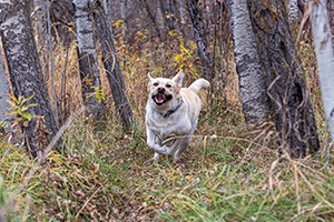 Dog running in treed area