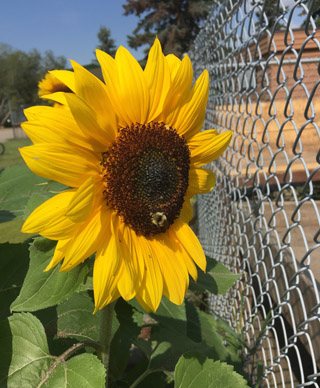 A bee polinates a sunflower