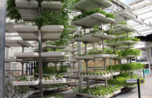 A vertical farm