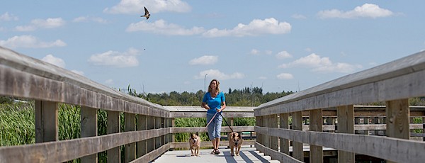 Woman walking dogs on boardwalk over wetland