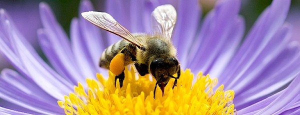 Bee on a flower
