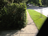 Sidewalk and a hedge.