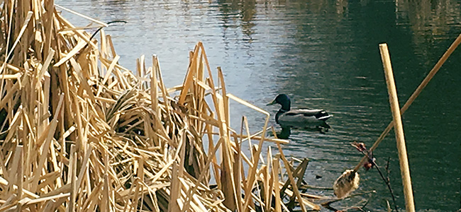 Duck floating in Sturgeon River