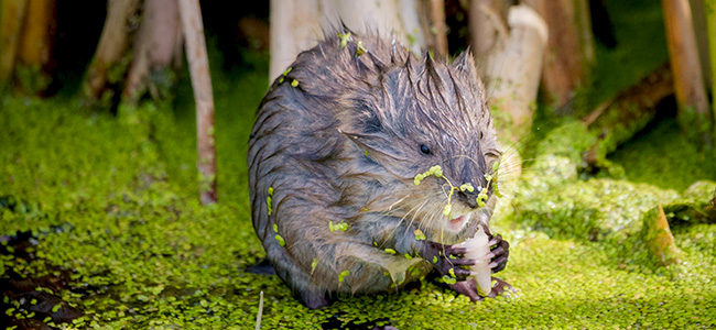 Young Muskrat hanging out in water - Photo by Tim Osborne