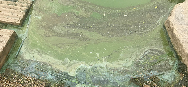 Blue Green Algae