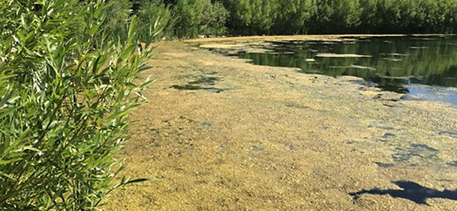 Harmless algae that grows in waterbodies