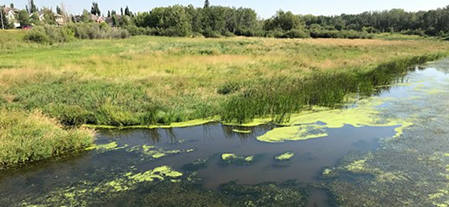 Bright green duckweed in the Sturgeon River