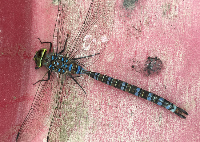 Dragonfly
