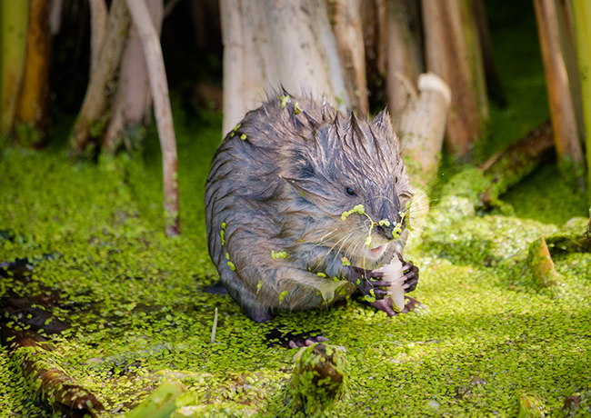 Muskrat