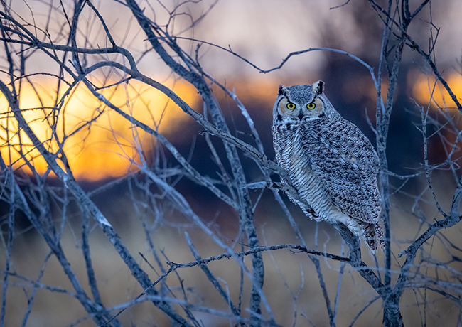 Owl