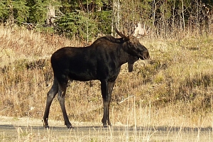 moose walking in field