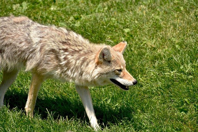 A coyote walking in the grass