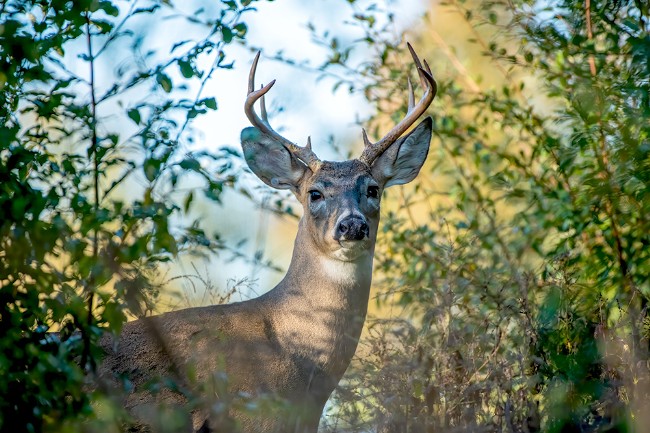 A deer with antlers standing in the woods