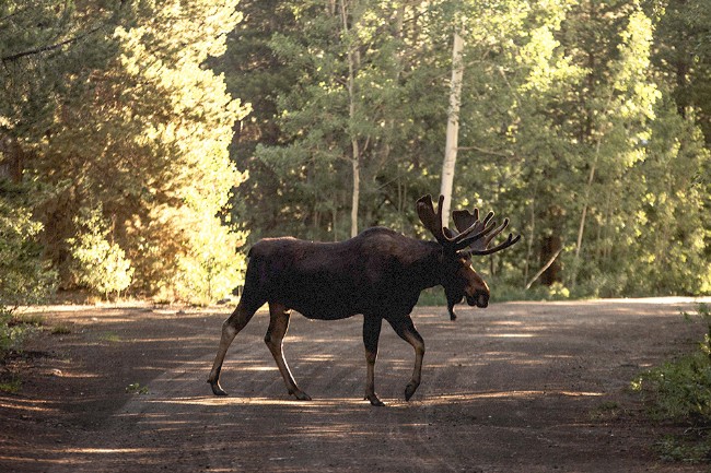 A moose crossing a road