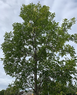 ash tree