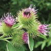Photo of COMMON BURDOCK