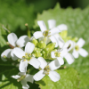 Photo of GARLIC MUSTARD