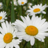 Photo of OXEYE DAISY