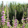 Photo of PURPLE LOOSESTRIFE