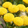 Photo of COMMON TANSY
