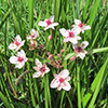Photo of FLOWERING RUSH