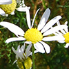 Photo of SCENTLESS CHAMOMILE