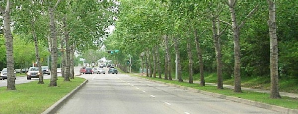 Photo of a tree lined street