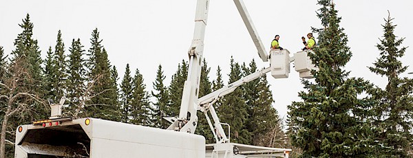 Two employees in cherry pickers performing maintenance on a tree