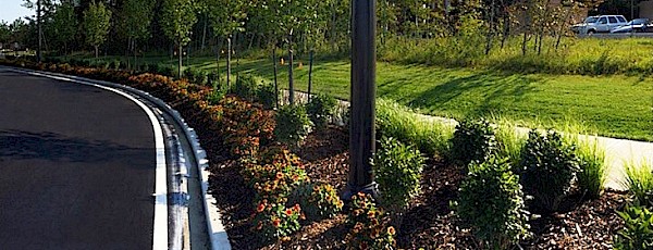 Photo of shrubs along the side of a road