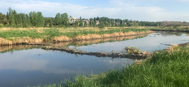 Beaver damn in the Sturgeon River