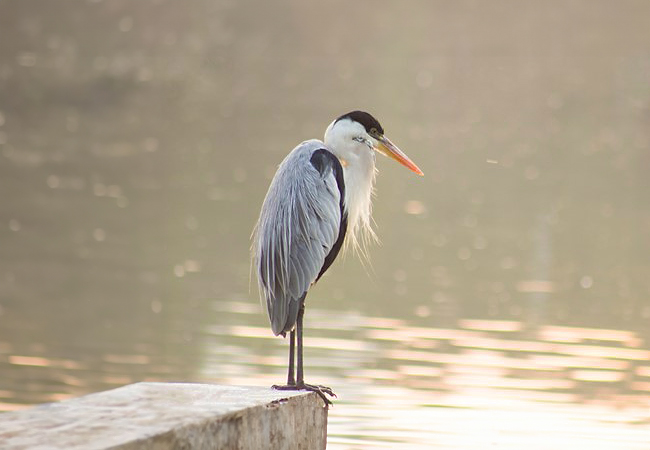 Image of a Blue Heron