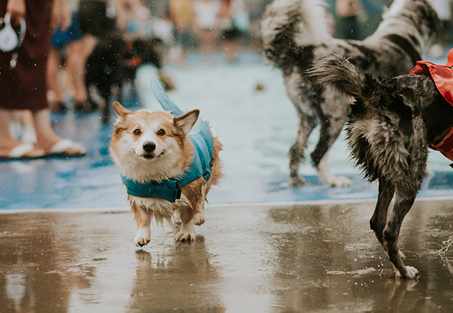 Dogs in pool