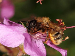 Image of bee on flower