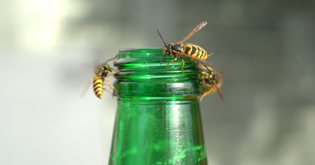 Wasps on a pop bottle