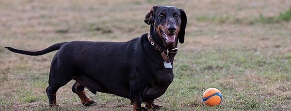 A black weiner dog smiles next to its ball in a field