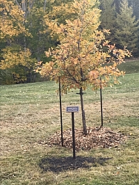 Commemorative Tree